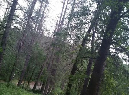 Nelson Point Campground