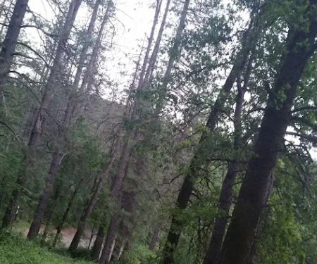 Nelson Point Campground