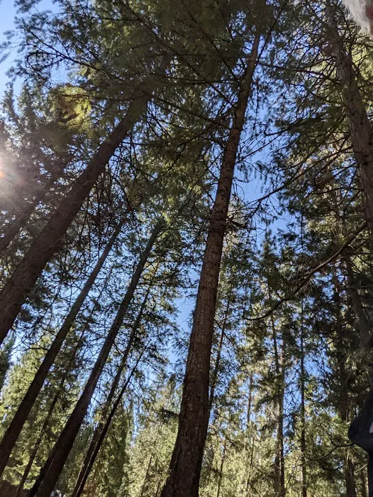 Pioneer Campground Picture 8