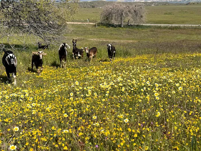 Cuyama Oaks Ranch Picture 7