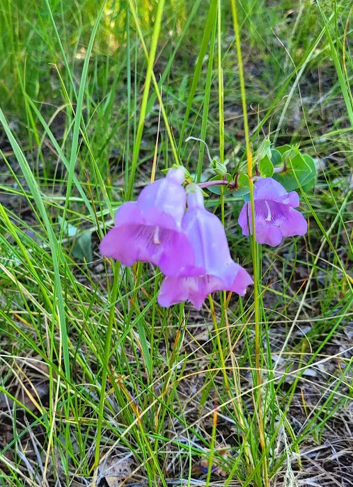 Sheyenne National Grassland Picture 9