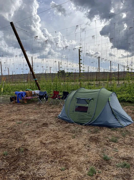 Down at the Hop Yard Camping Picture 5