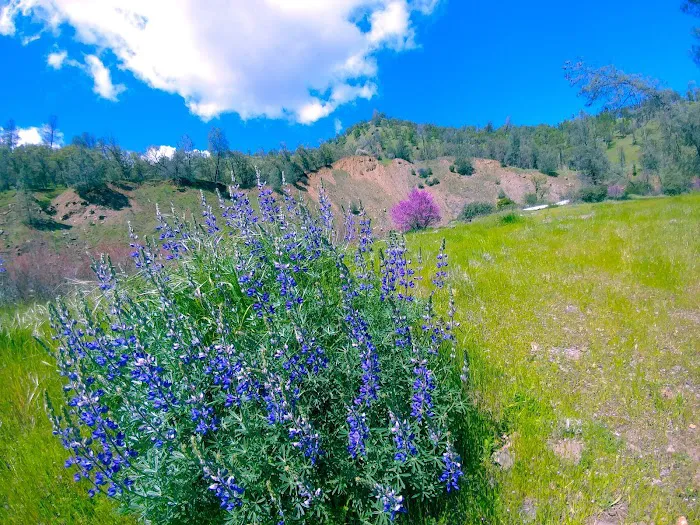 Bear Creek Campground Picture 5