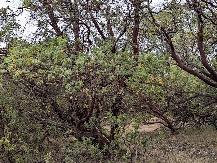 Rancho Los Mochos Picture 3
