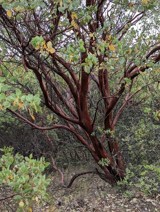 Manzanita Flats Picture 6