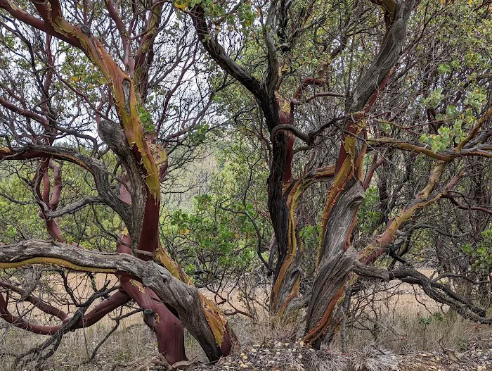 Manzanita Flats Picture 1