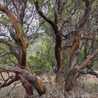 Manzanita Flats ico