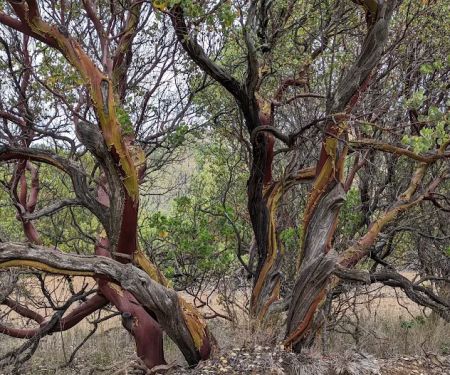 Manzanita Flats