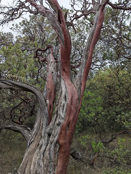 Manzanita Flats Picture 2
