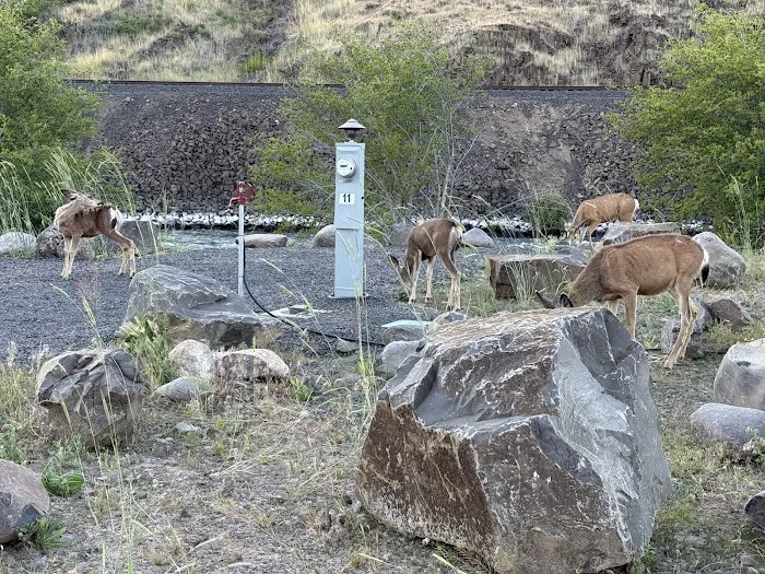 UpRiver RV Park at Imperial River Co. Picture 9