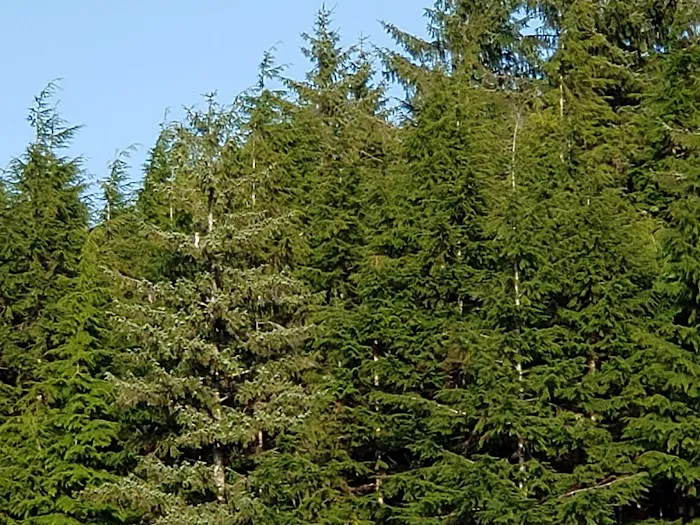 Snag Lake Campground Picture 3