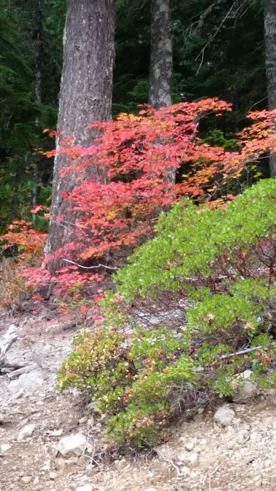 Alder Flat Trailhead Picture 7