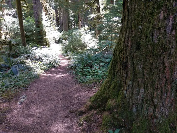 Alder Flat Trailhead Picture 6