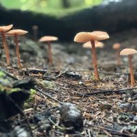 Alder Flat Trailhead ico