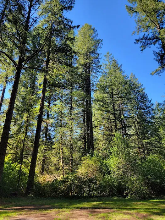 Silver Falls Campground Picture 5