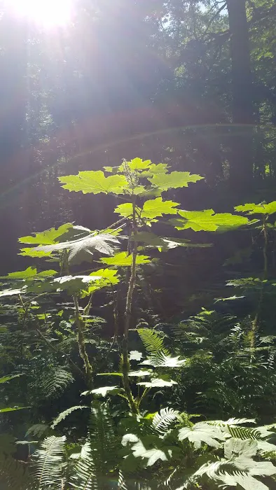 Shady Cove Campground Picture 8