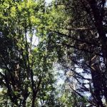 Elkhorn Valley Recreation Site