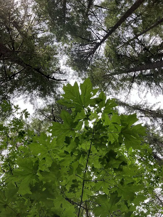 Fan Creek Campground Picture 5