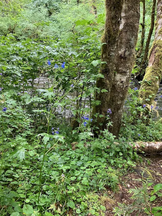 Fan Creek Campground Picture 7