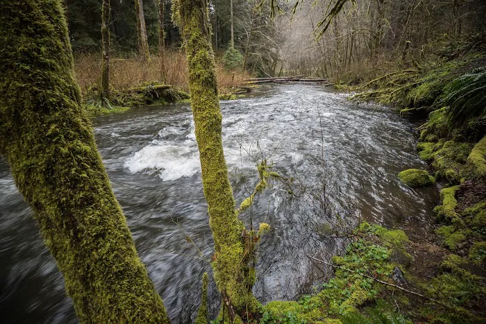 Alder Glen Recreation Site Picture 6