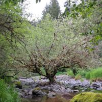 Rocky Bend Campground ico