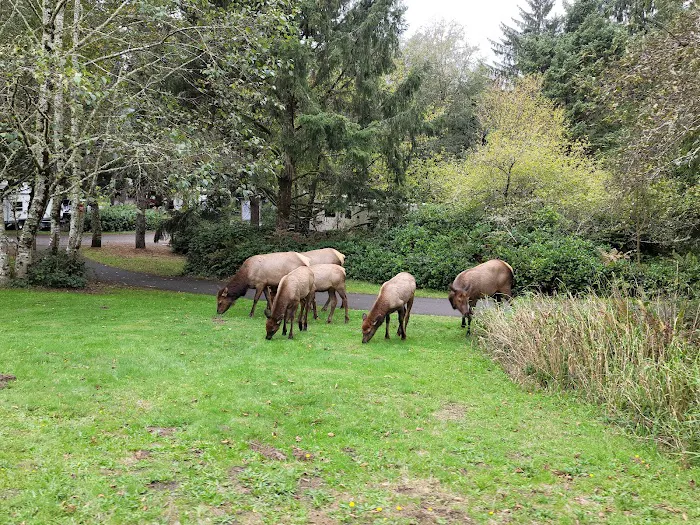 Fort Stevens State Park Campground Picture 9