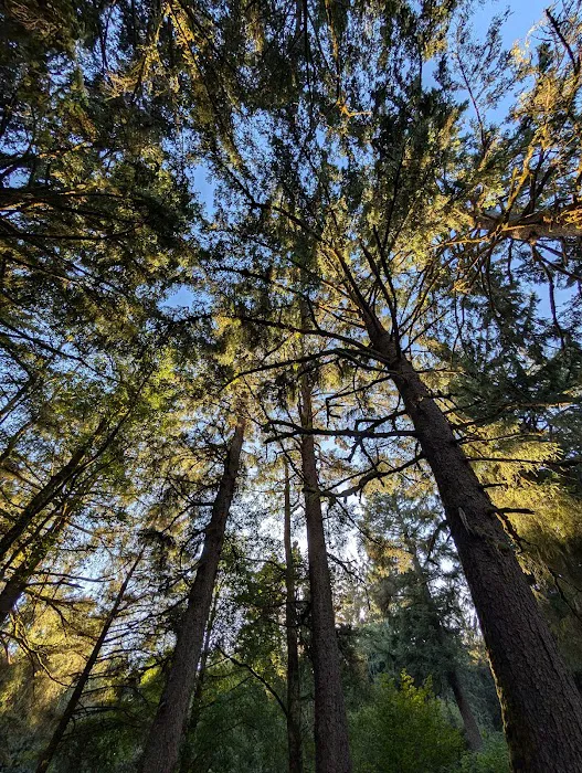 Fort Stevens State Park Campground Picture 2