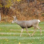 Curlew Lake Campground