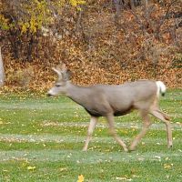 Curlew Lake Campground ico
