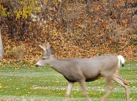 Curlew Lake Campground
