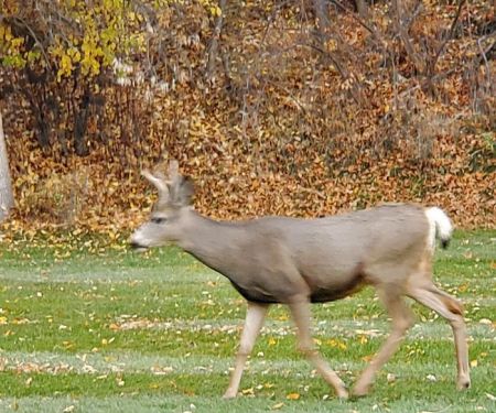 Curlew Lake Campground