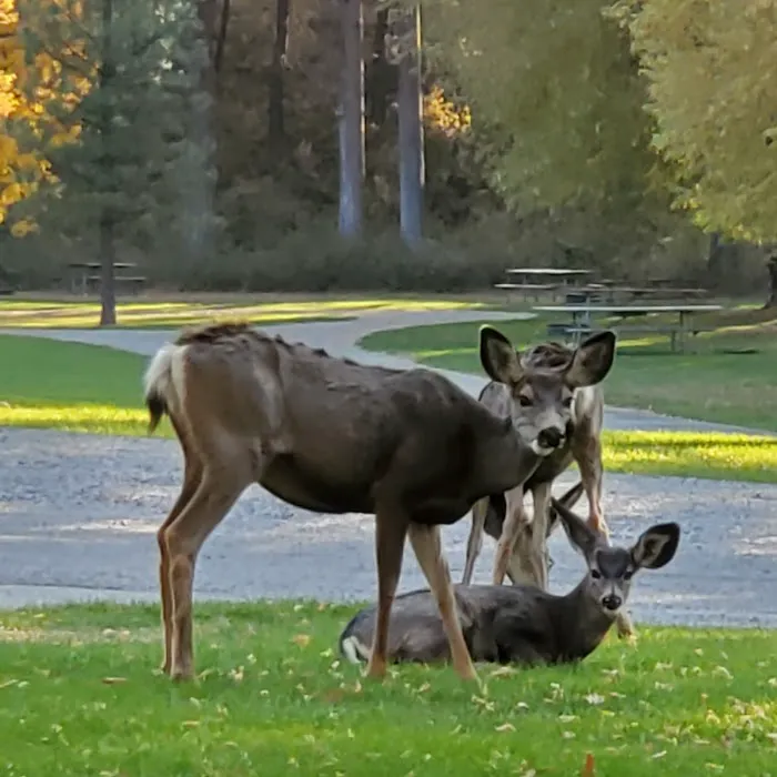 Curlew Lake Campground Picture 2