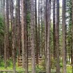 Jungle Hill Horse Campground
