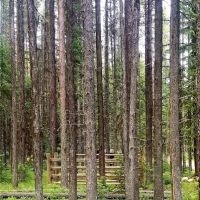 Jungle Hill Horse Campground ico