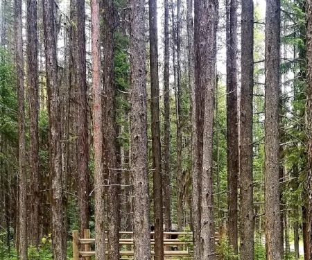 Jungle Hill Horse Campground