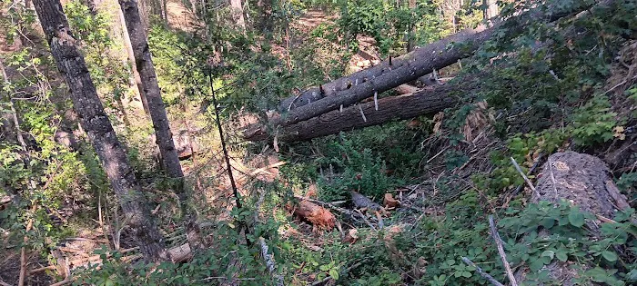 East Weaver Campground Picture 3