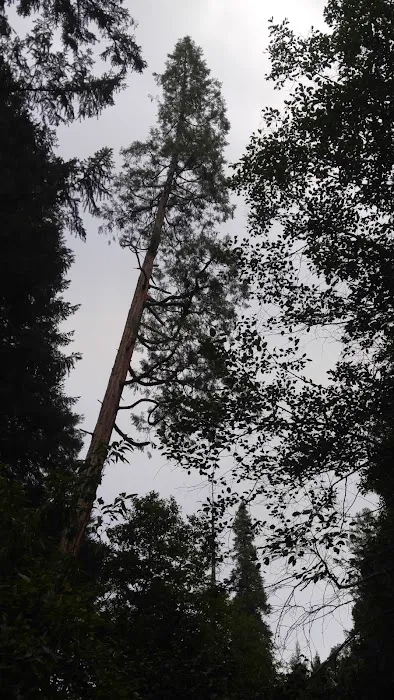 Rush Creek Campground Picture 4