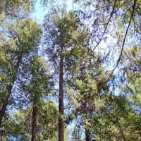Alpine View Campground ico