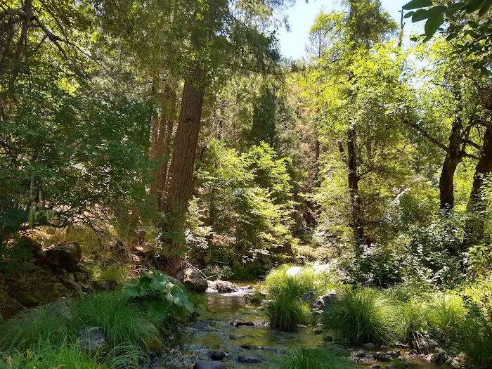Deerlick Springs National Forest Campground Picture 1