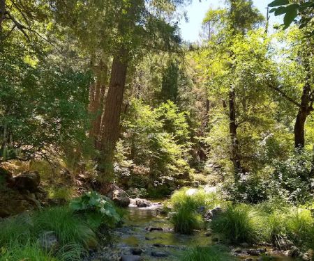 Deerlick Springs National Forest Campground