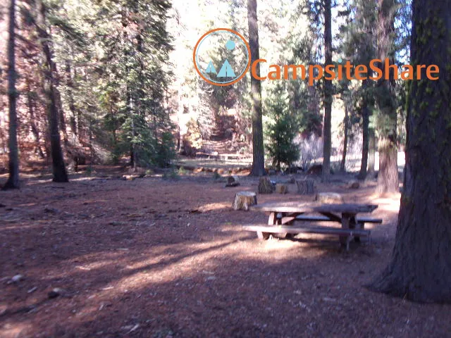 Big Stump Picture 2