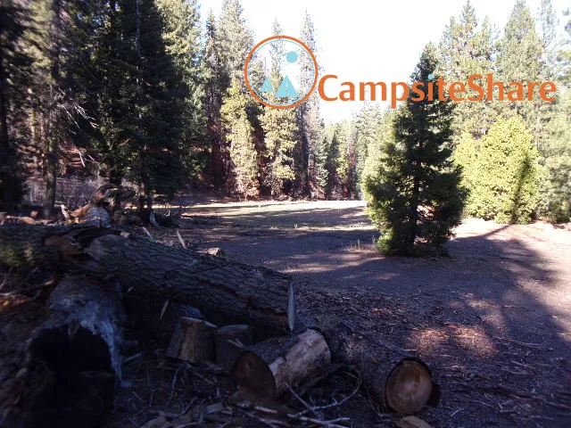 Big Stump Picture 1