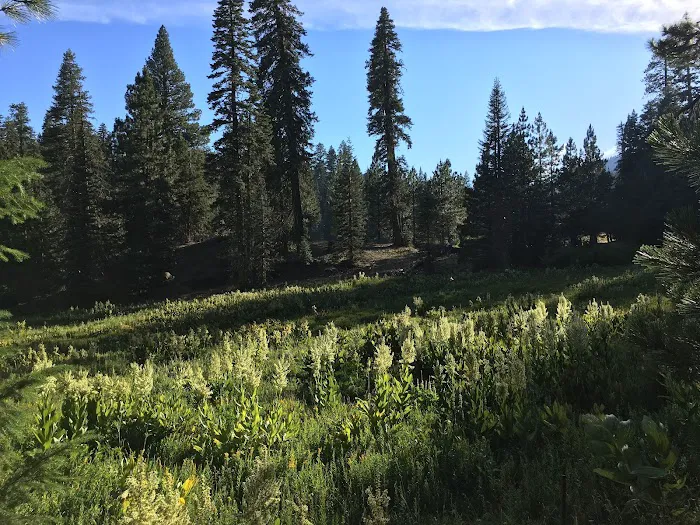 Plaskett Meadows Campground Picture 5