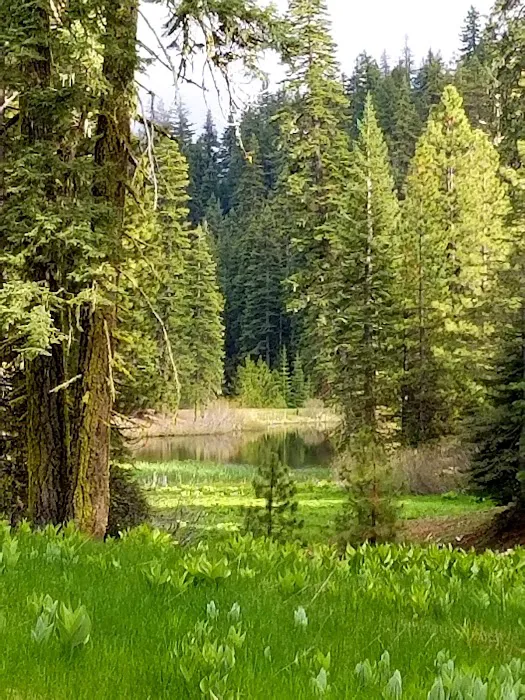 Plaskett Meadows Campground Picture 1