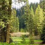 Plaskett Meadows Campground