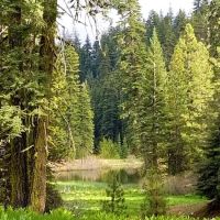 Plaskett Meadows Campground ico