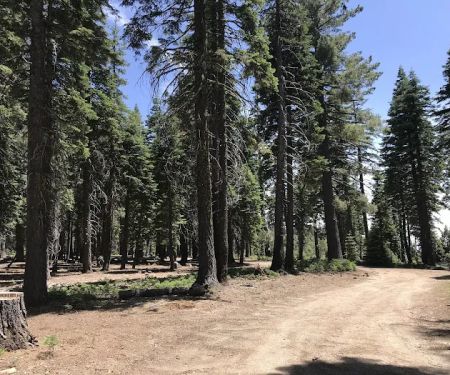 Board Tree Campground