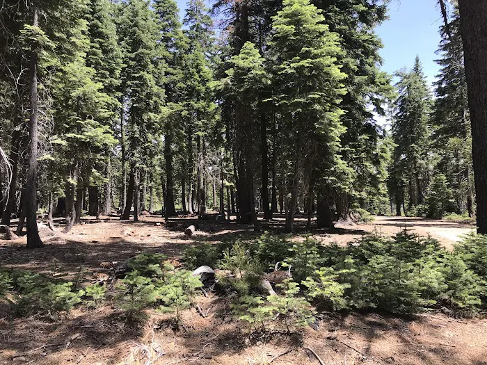 Board Tree Campground Picture 3