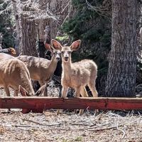 Wells Cabin Campground ico
