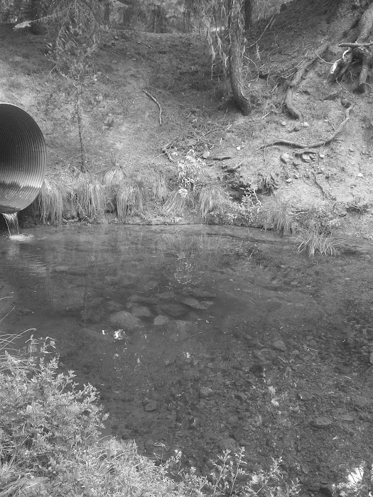 Lower Nye Campground Picture 3